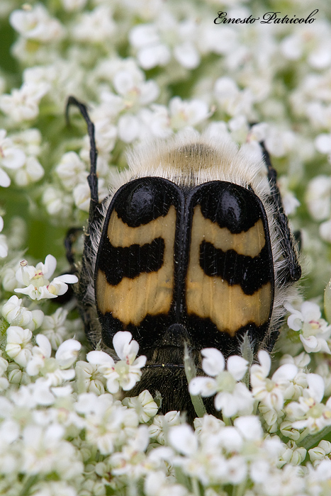 da identificare: Trichius fasciatus